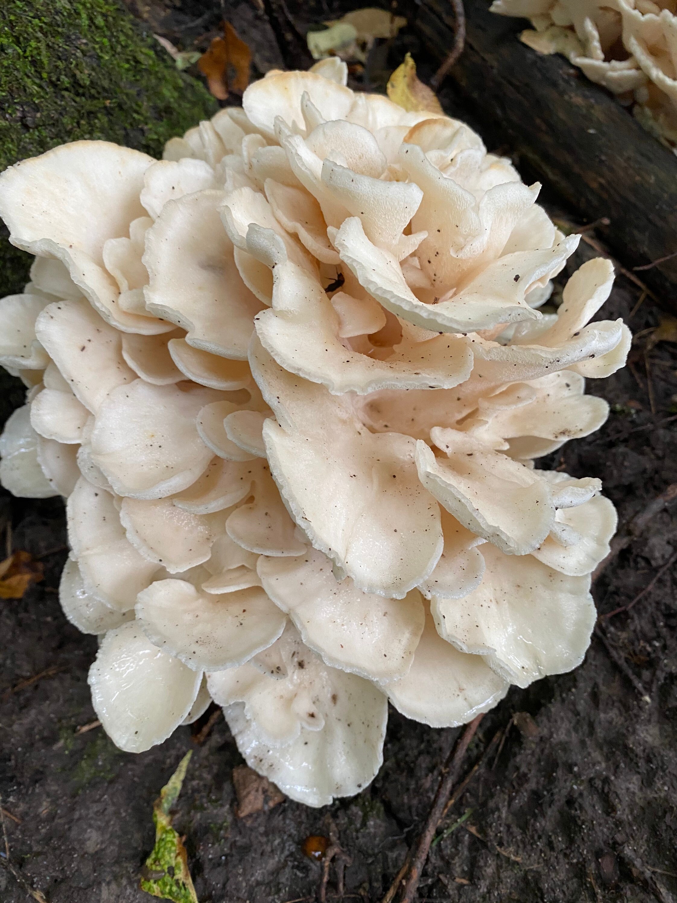 Dried wild Maitake mushrooms 2 ozs Etsy