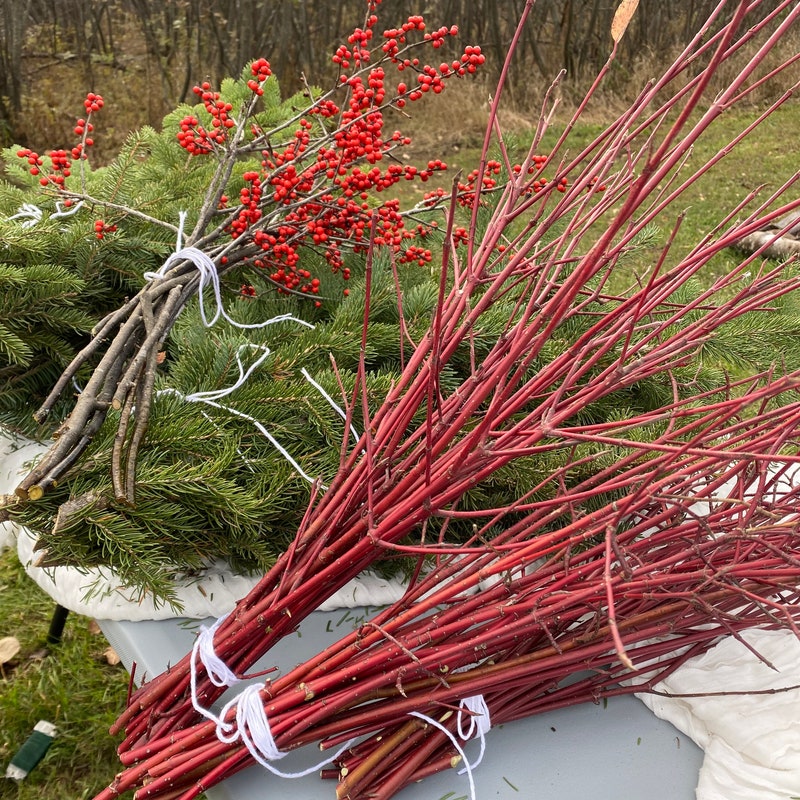 Red Winter Branch Twigs - Etsy