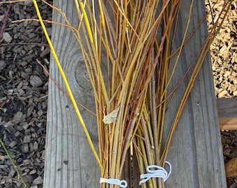 Willow branches