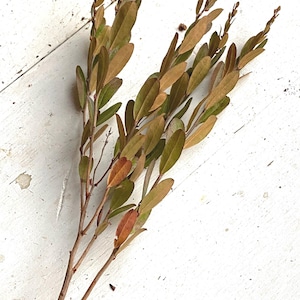 May include: A single botanical stem featuring multiple thin branches with small, elongated, oval-shaped leaves. The foliage displays a gradient of colors ranging from deep olive green to warm, earthy copper and reddish-brown tones throughout.