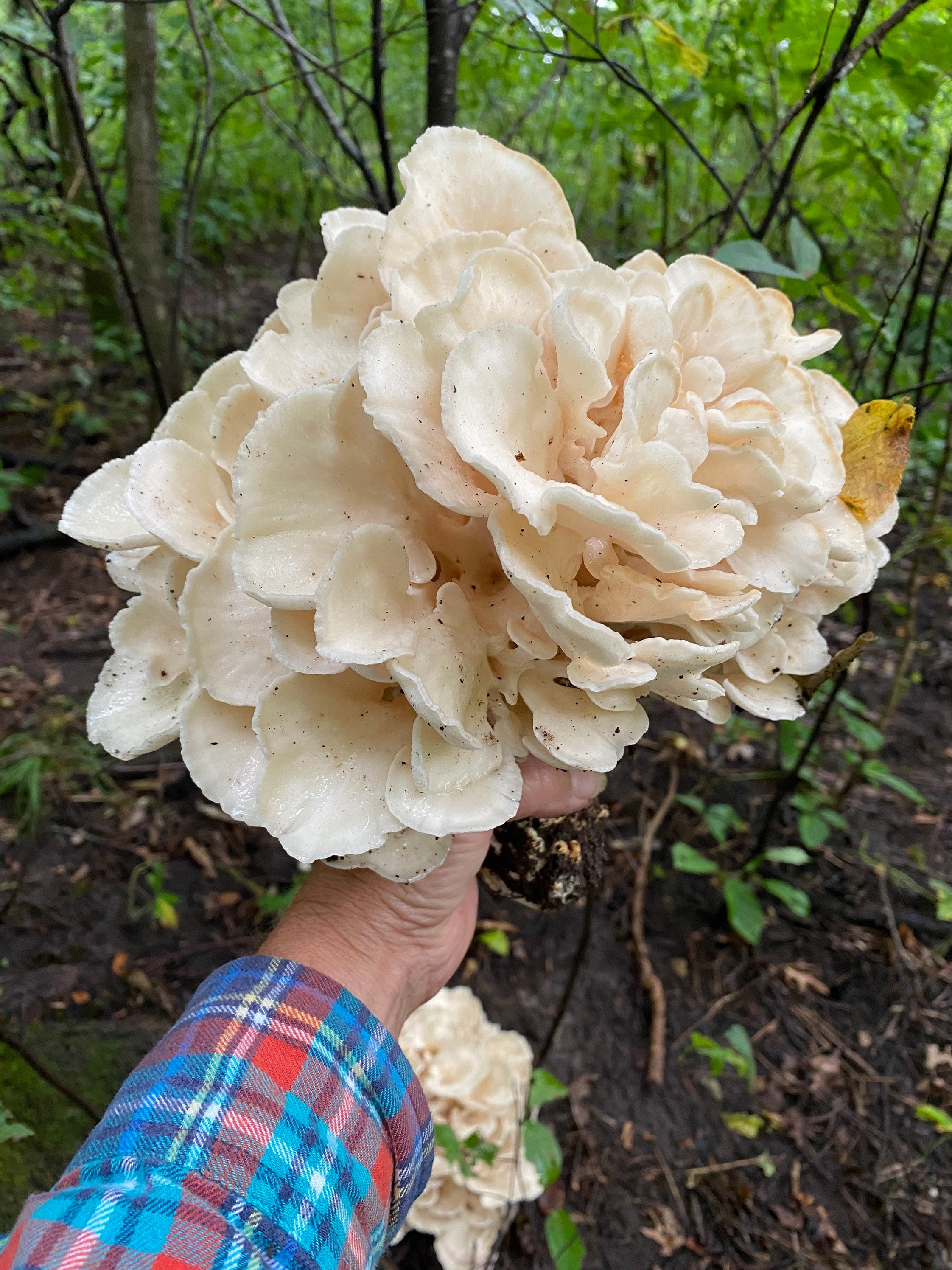 Dried wild Maitake mushrooms 2 ozs Etsy