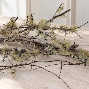 May include: A collection of dark brown tree branches covered in patches of light green, textured lichen. The branches are thin, woody, and feature multiple smaller twigs extending from the main stems, creating a natural, organic arrangement.