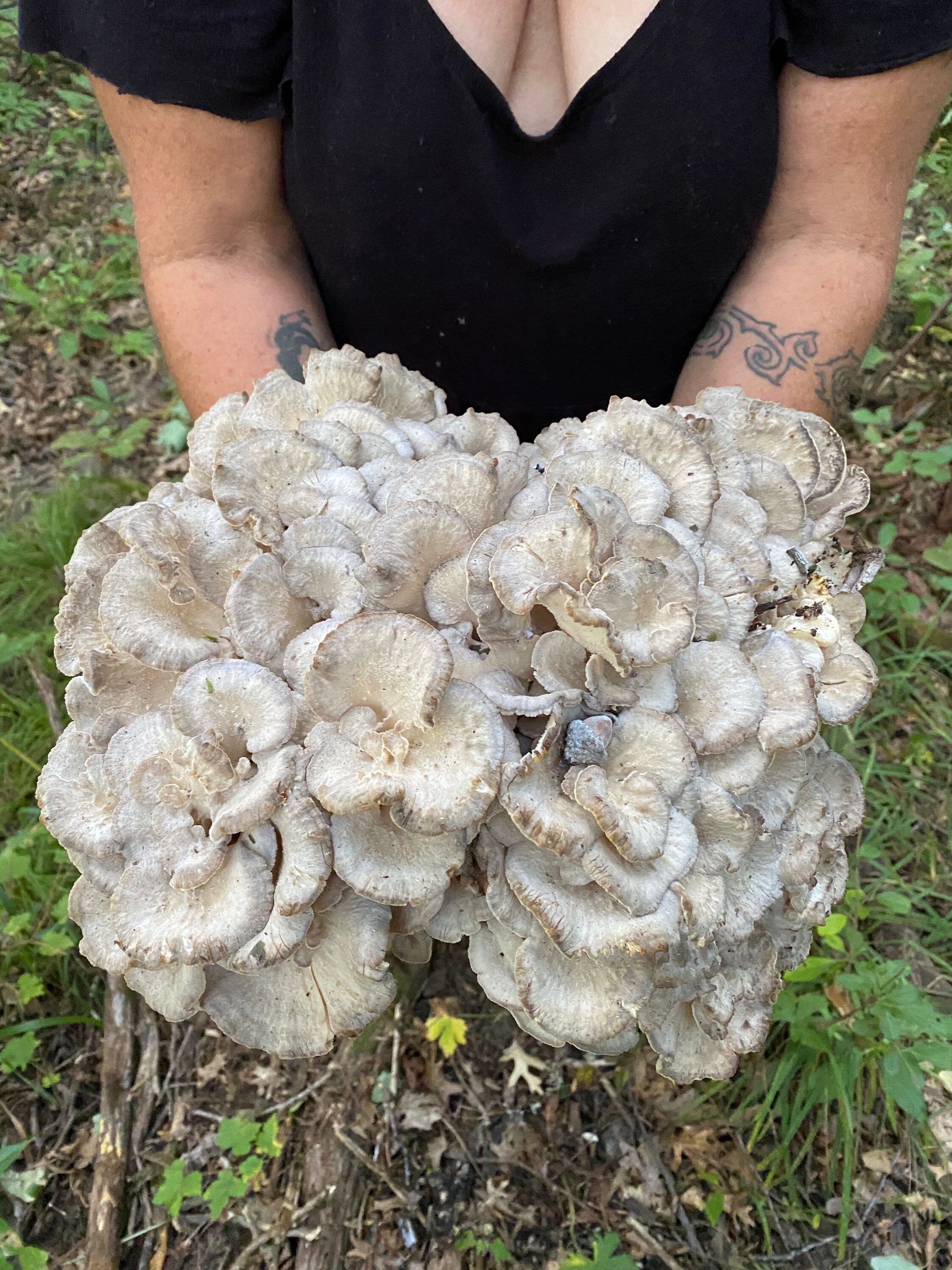 Dried wild Maitake mushrooms 2 ozs Etsy