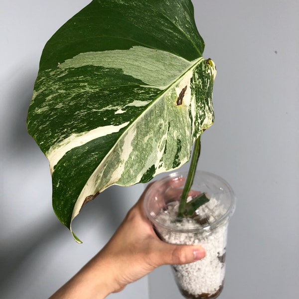 Variegated Monstera Albo cutting - No. 156