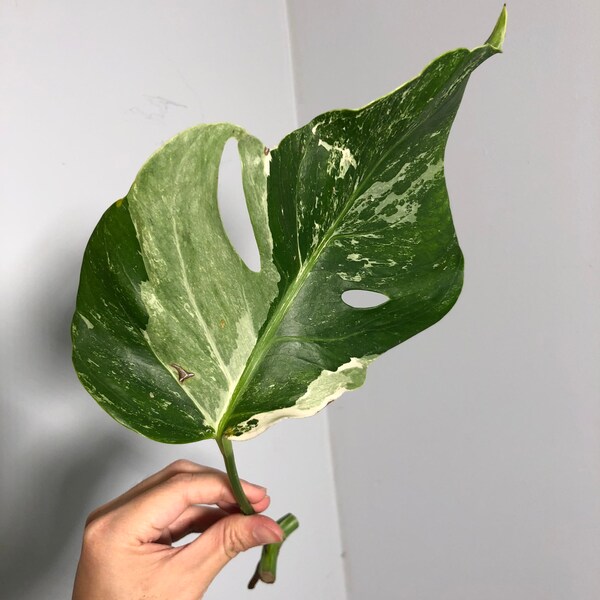 Variegated Monstera Albo cutting - No. 157