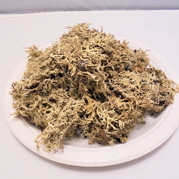 Oak Moss Lichen, 100g, dried, Natural Dye, Eco Dyeing, Eco printing, Biodegradable, yellow, red.