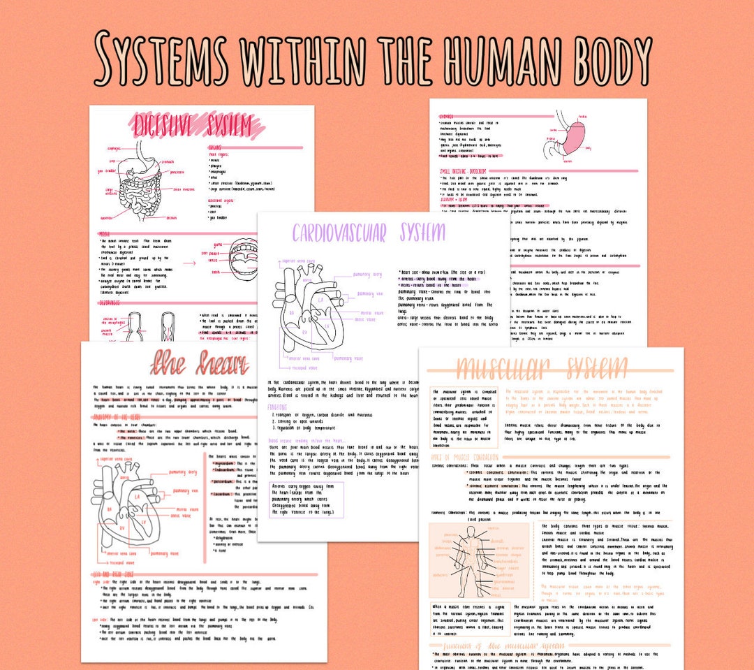 Human Body System Revision Notes Etsy Australia