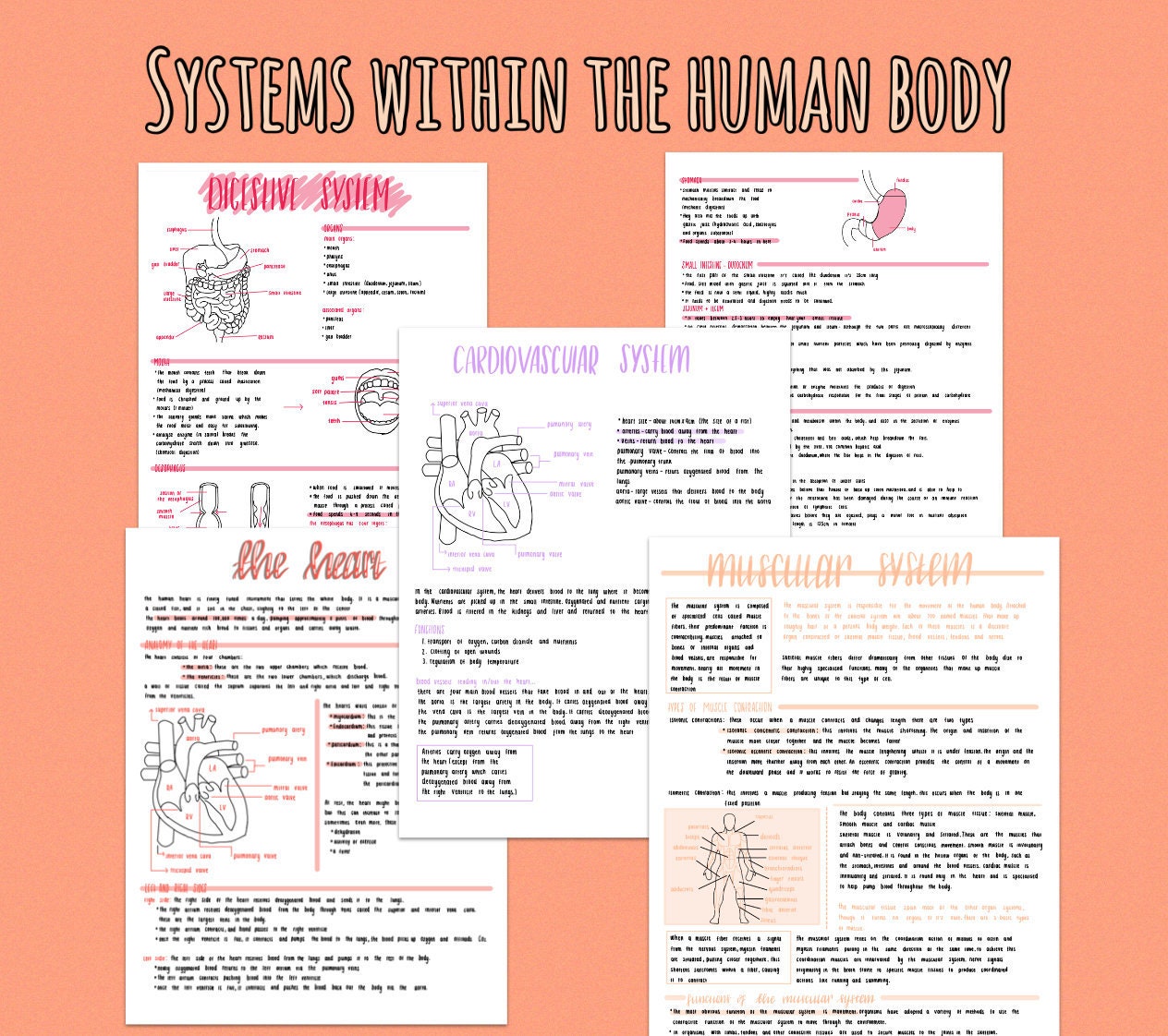 Human body system revision notes | Etsy