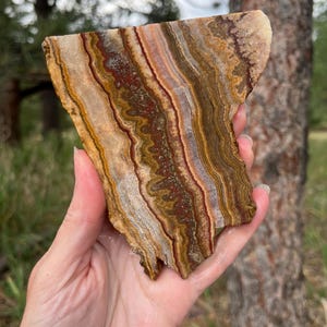 May include: A flat, irregularly shaped slice of banded agate stone featuring concentric layers of earthy colours including deep rust red, golden yellow, dark brown, and translucent white, displaying a natural, polished, and textured surface.