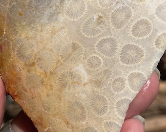 Fossil Coral Lapidary Slab natural stone not polished for cabbing