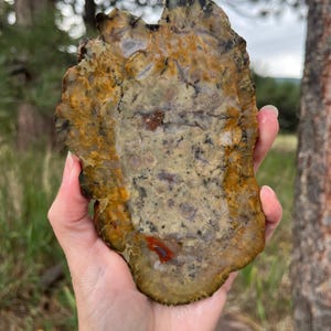 May include: A polished slab of petrified wood featuring a mottled surface with earthy tones of mustard yellow, tan, and cream, accented by dark brown dendritic inclusions and a small, vibrant patch of deep red jasper-like mineral coloration.