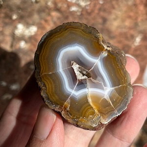 Coyamito Agate Nodule Mexico polished AA