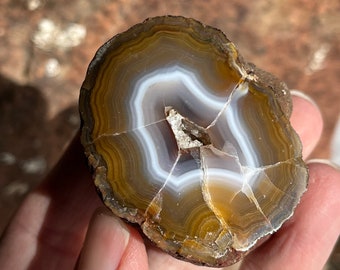 Coyamito Agate Nodule Mexico polished AA