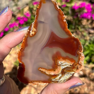 May include: A large, irregularly shaped agate slice with a white center and brown, orange, and red banding. The agate is translucent and has a smooth, polished surface.