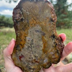 May include: A polished slab of petrified wood featuring a translucent, amber-colored center with intricate, web-like white veining. The outer edges are rough, textured, and dark brown, showcasing a natural, irregular shape with earthy tones.