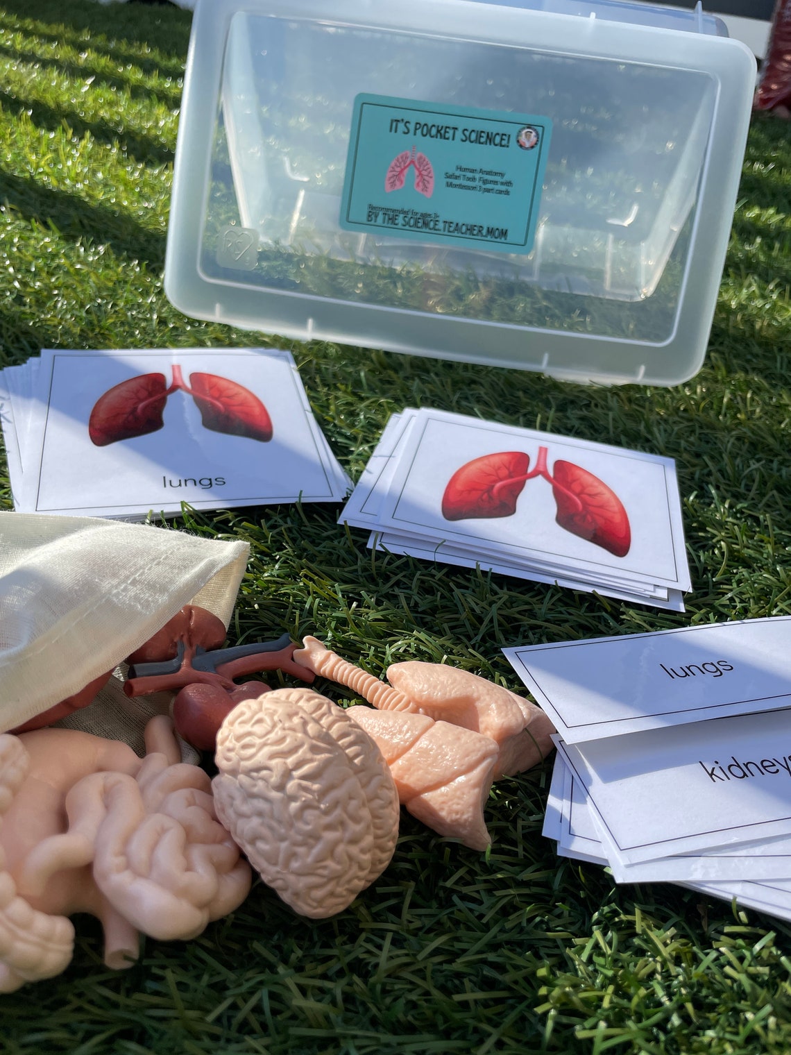 Human Organs Safari Toob Montessori Matching Etsy