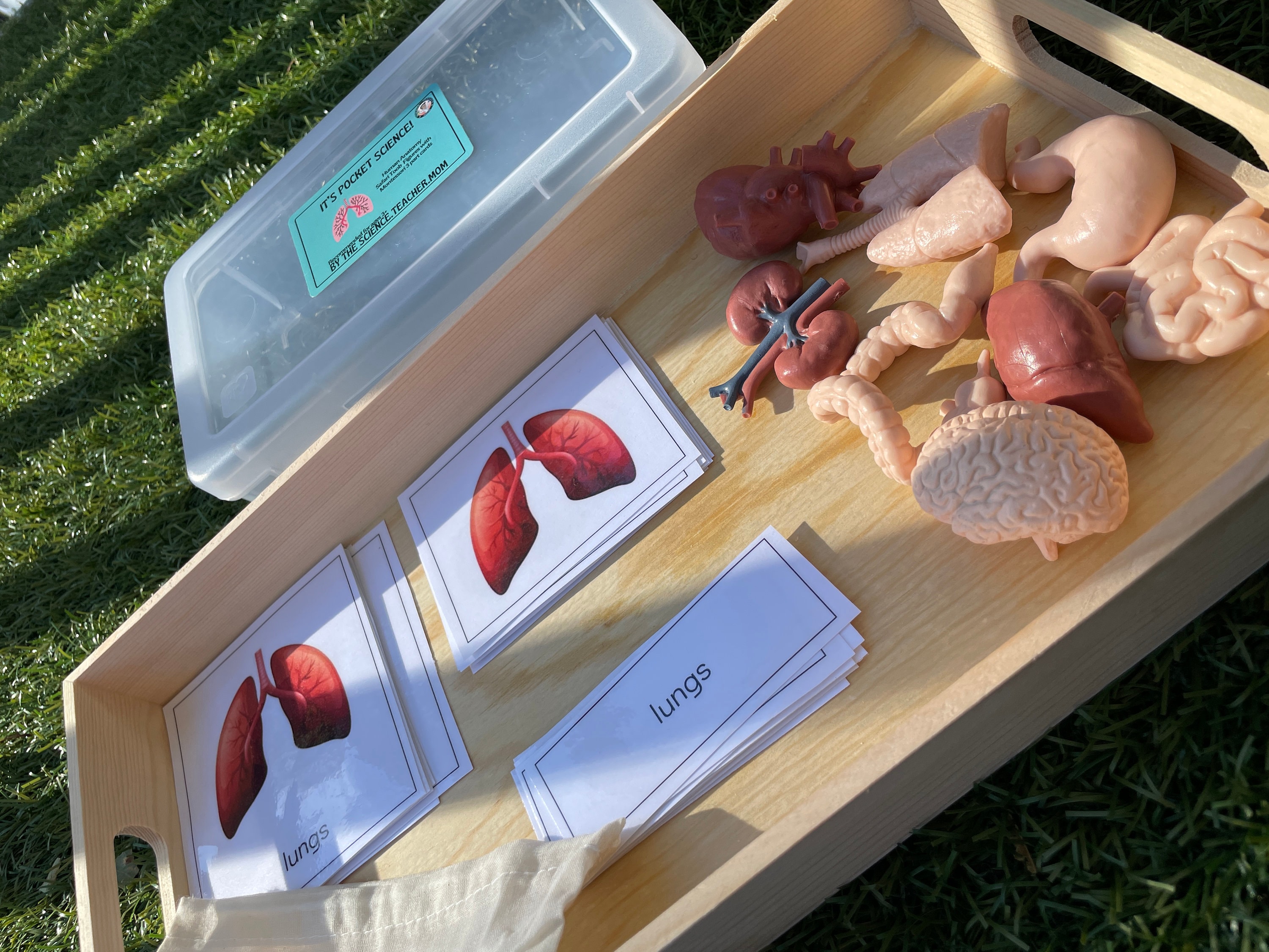 Human Organs Safari Toob Montessori Matching Etsy
