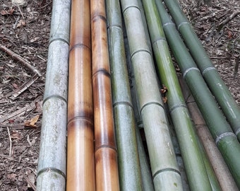 2" Fresh Cut Bamboo - choose from 1 to 8 feet long