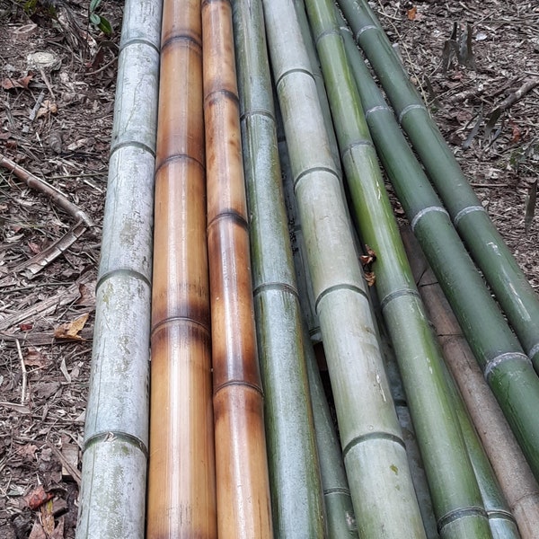 2" Fresh Cut Bamboo - choose from 1 to 8 feet long