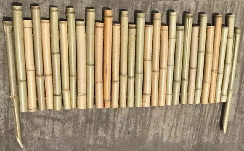 Fresh Cut Natural Bamboo LOT of 3 poles 1.5 inches thick Etsy