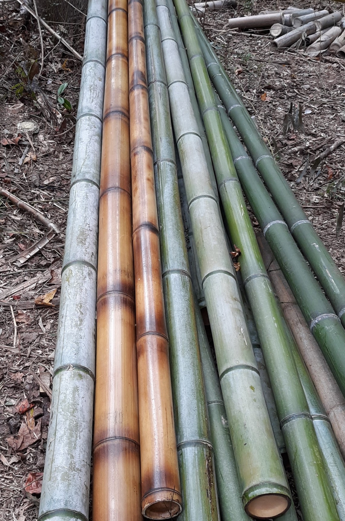 Fresh Cut Natural Bamboo LOT of 3 poles 3 inches thick Etsy