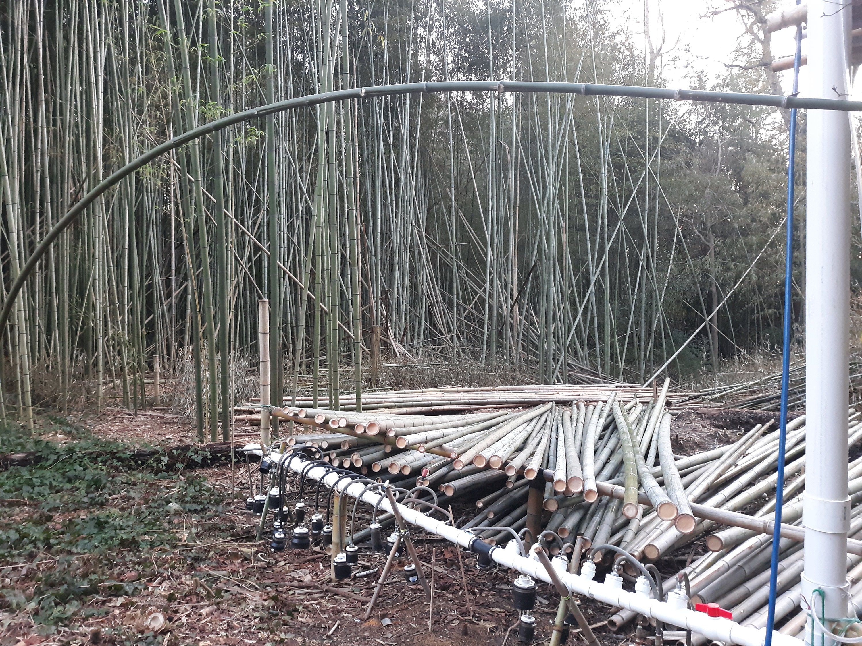 Fresh Cut Natural Bamboo LOT of 3 poles 3 inches thick Etsy