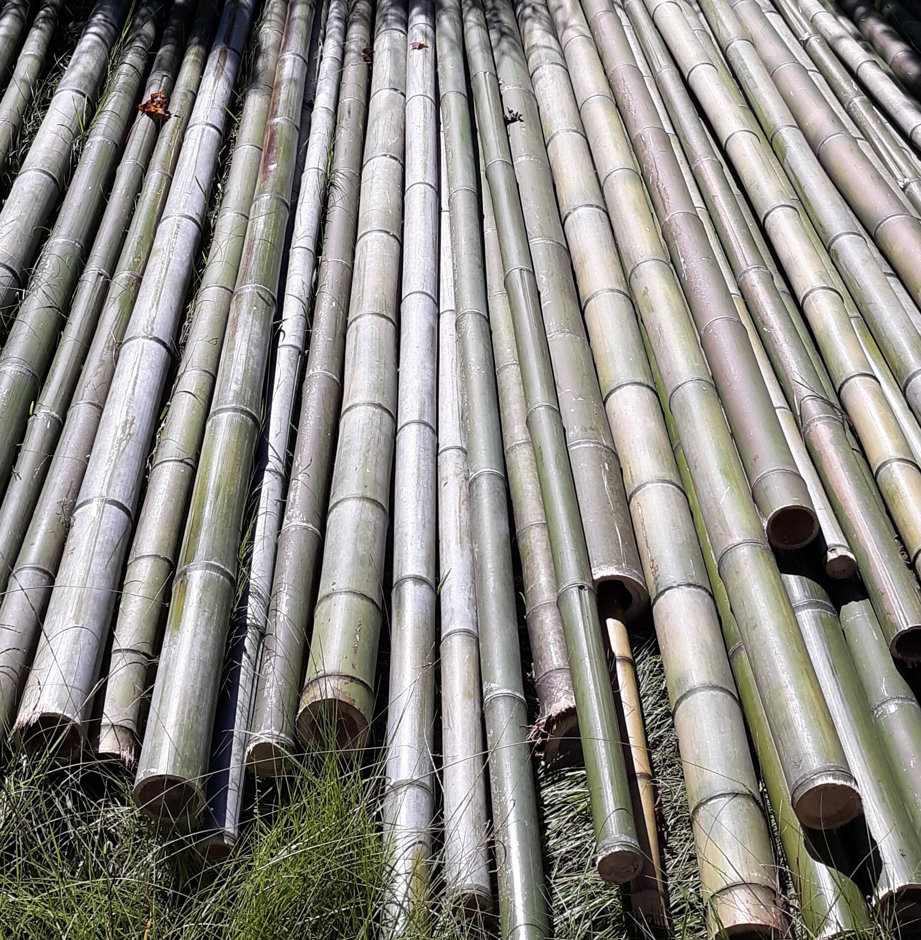 Fresh Cut Natural Bamboo LOT of 3 poles 2 inches thick Etsy