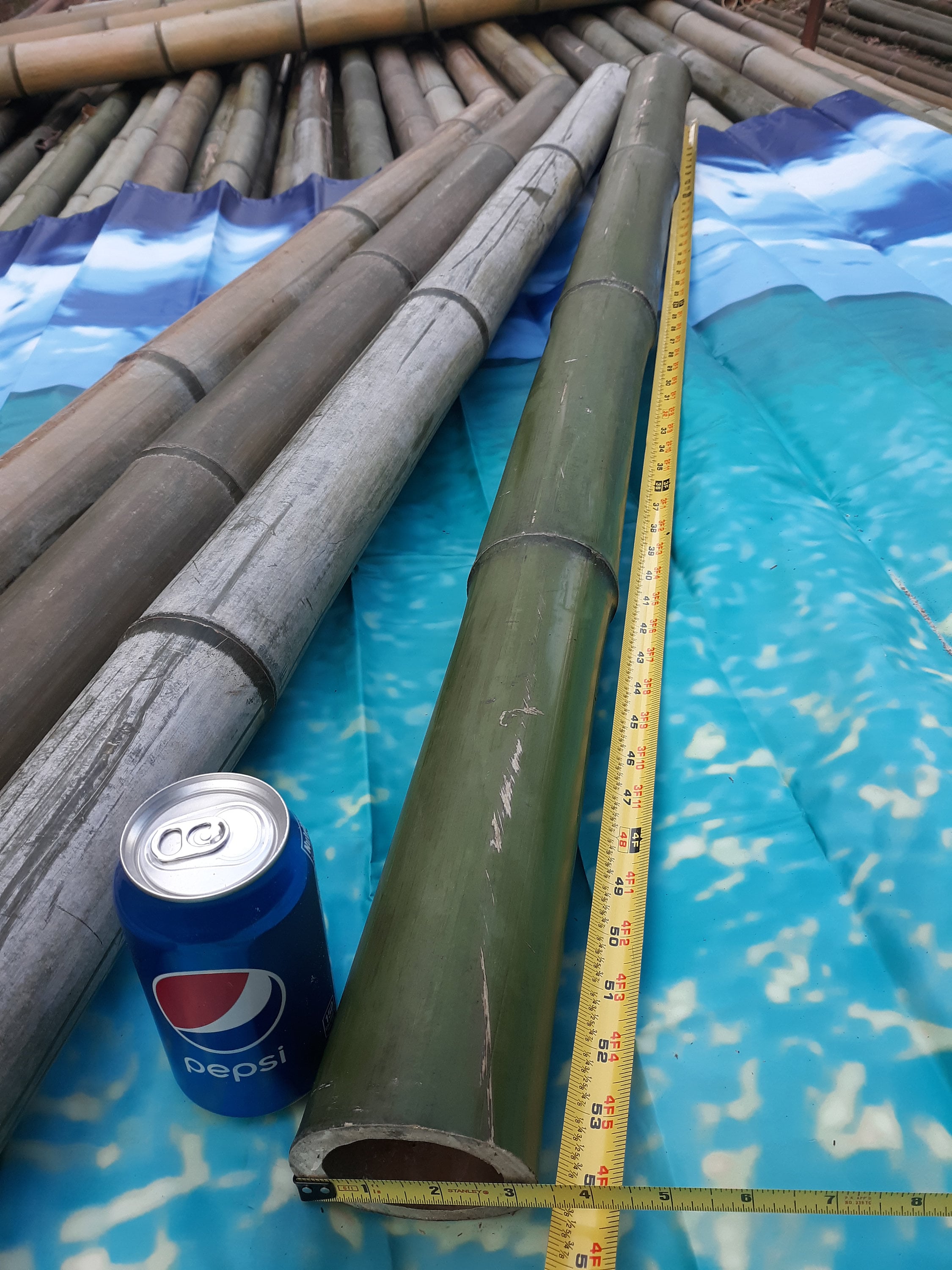 Fresh Cut Natural Bamboo LOT of 3 poles 3 inches thick Etsy