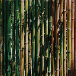 1&quot; Fresh Cut Bamboo - choose from 1 to 8 feet long