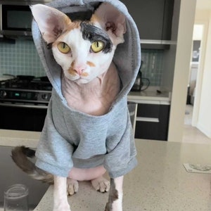 K&ouml;nnte beinhalten: Eine haarlose Katze tr&auml;gt einen grauen Kapuzenpullover. Die Katze hat ein wei&szlig;es, orangefarbenes und schwarzes Fell und schaut direkt in die Kamera.