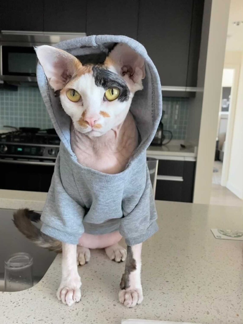 K&ouml;nnte beinhalten: Eine haarlose Katze tr&auml;gt einen grauen Kapuzenpullover. Die Katze hat ein wei&szlig;es, orangefarbenes und schwarzes Fell und schaut direkt in die Kamera.