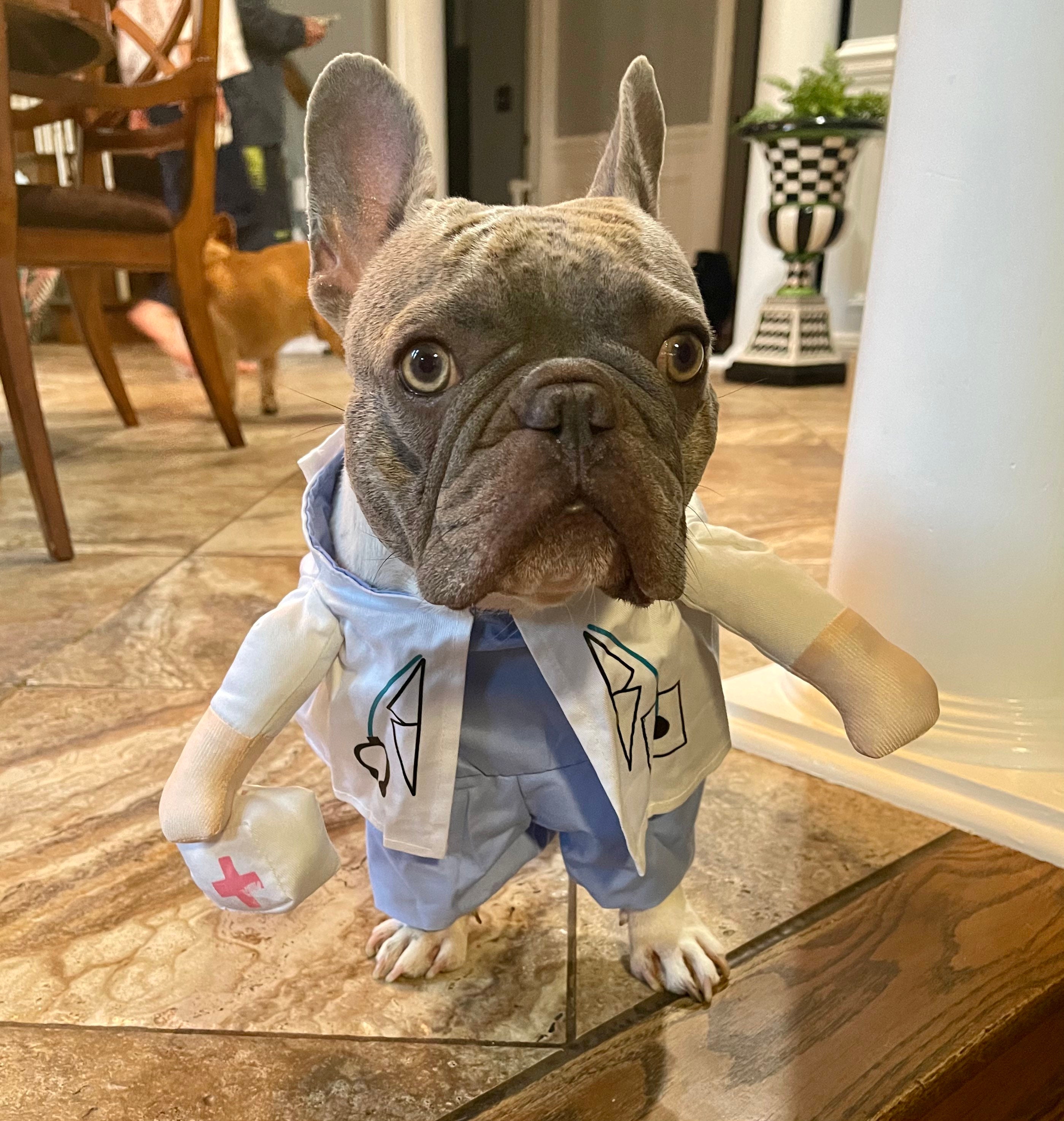 Doctor Nurse Dog Costume Halloween Pet Costume Medical Pet Etsy