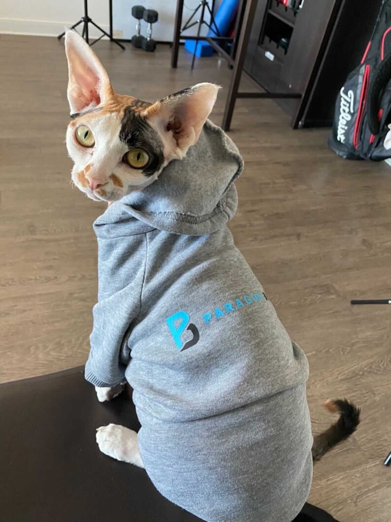 K&ouml;nnte beinhalten: Eine wei&szlig;e, braune und schwarze Katze tr&auml;gt einen grauen Kapuzenpullover mit dem Logo "P PARAGON" auf der Vorderseite.