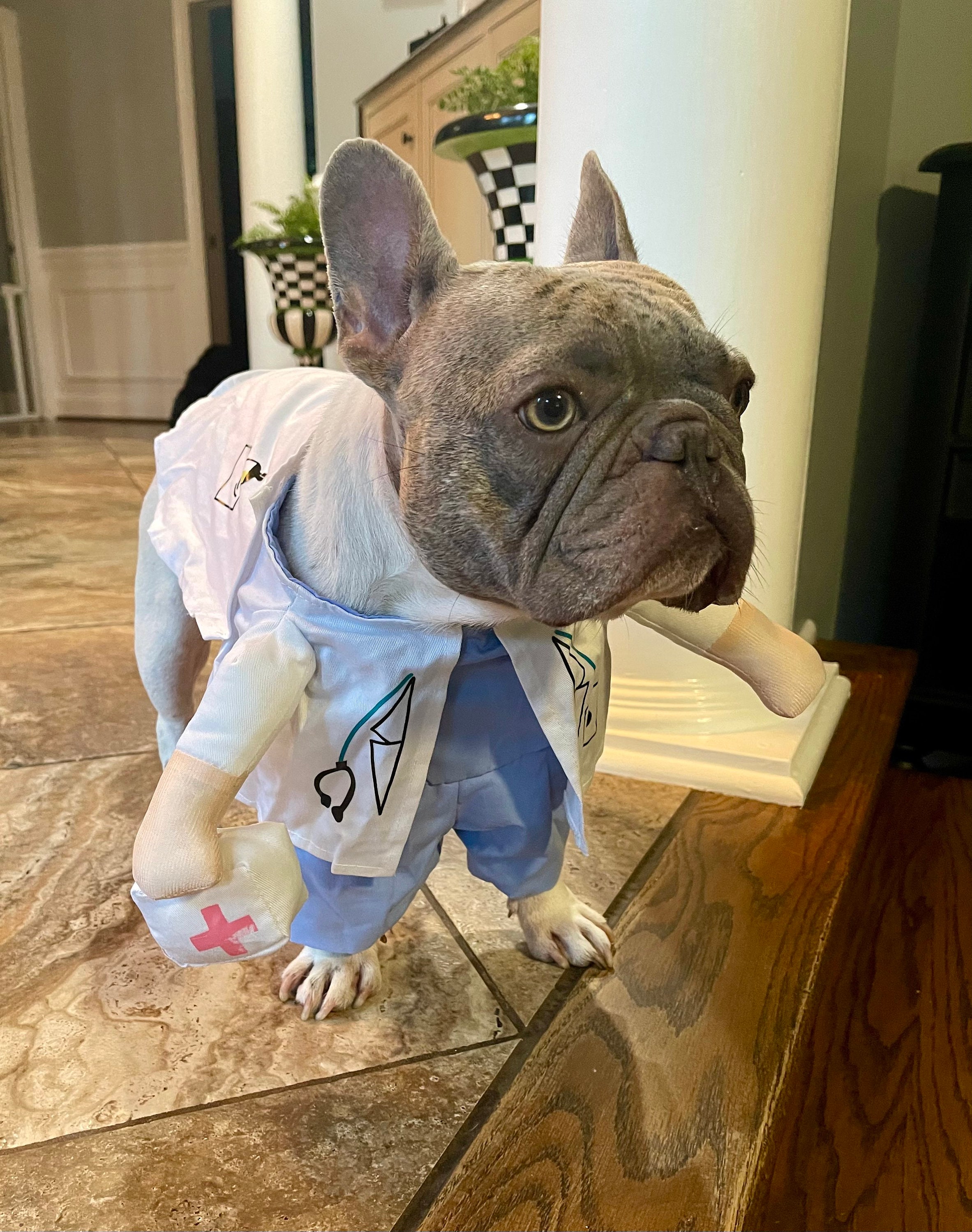 Doctor Nurse Dog Costume Halloween Pet Costume Medical Pet Etsy