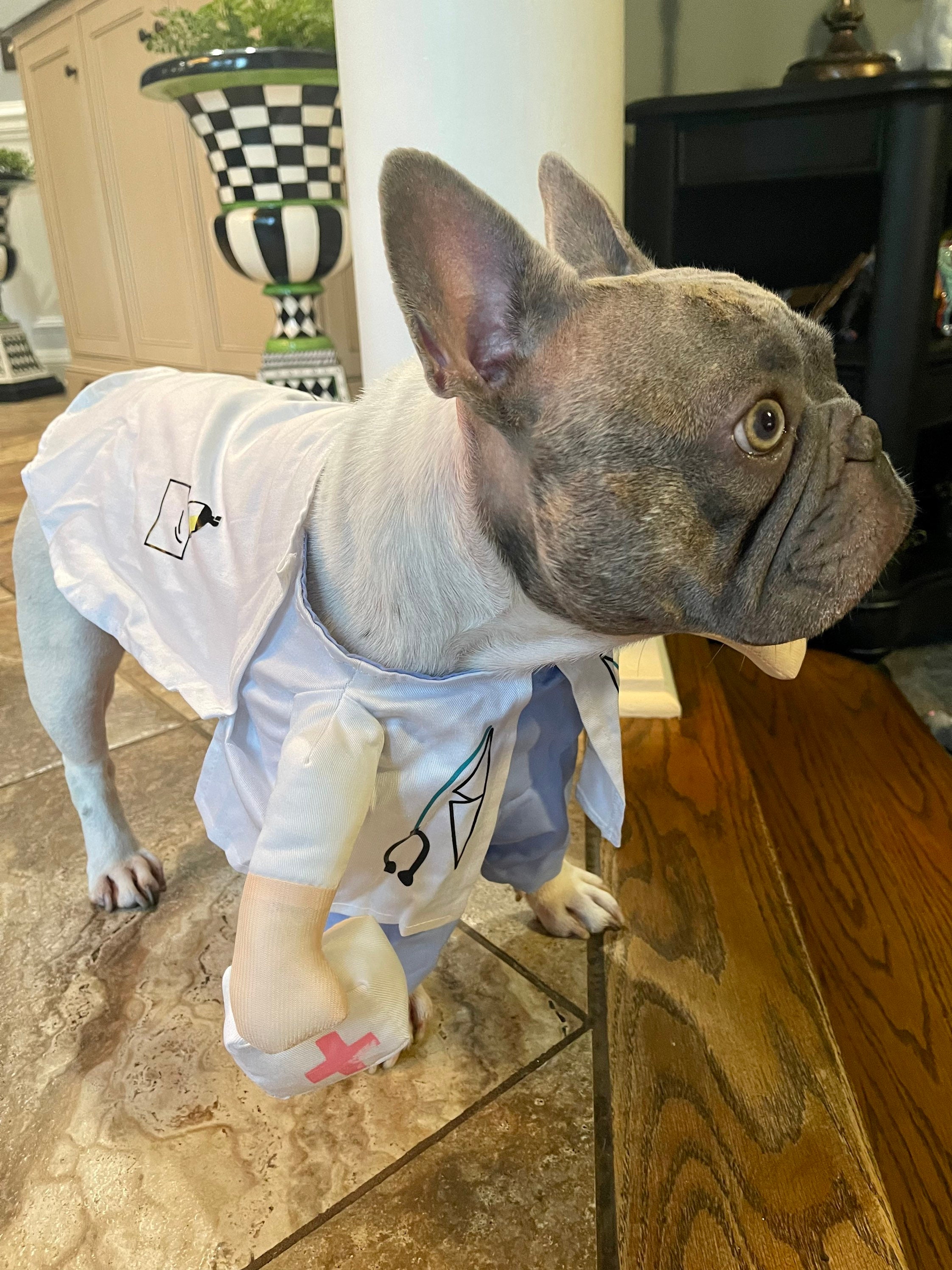 Doctor Nurse Dog Costume Halloween Pet Costume Medical Pet Etsy