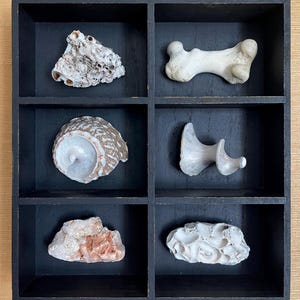 Vintage Black Display Box With Coastal Curiosities