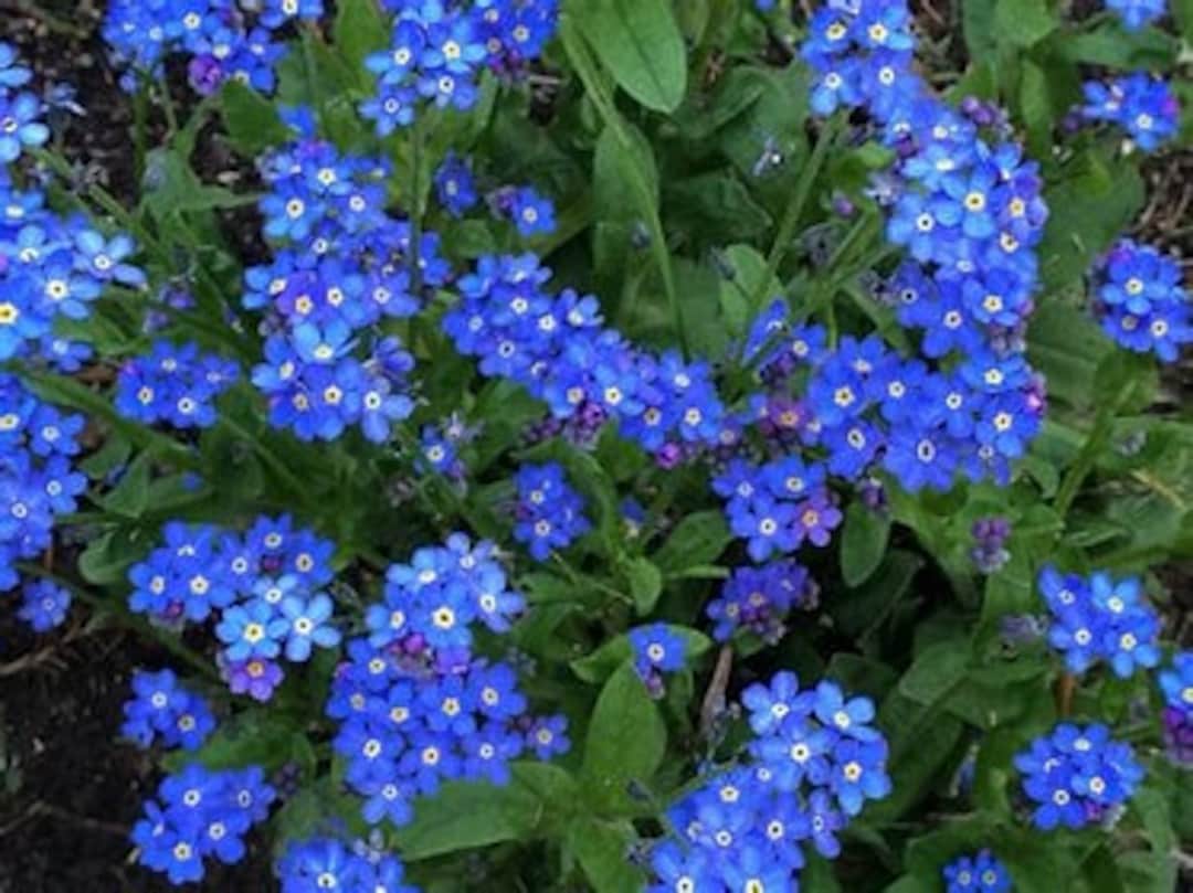 Plants perennial Blue or Pink Not Sure of Color. Etsy