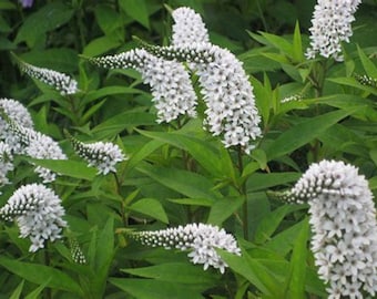Gooseneck Loosestrife - Lysimachia Clethrodes Plant.