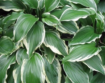 Hosta "Undulata Albo Marginata"