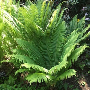 May include: A close-up of a large green fern plant with many fronds. The plant is growing in a garden setting.