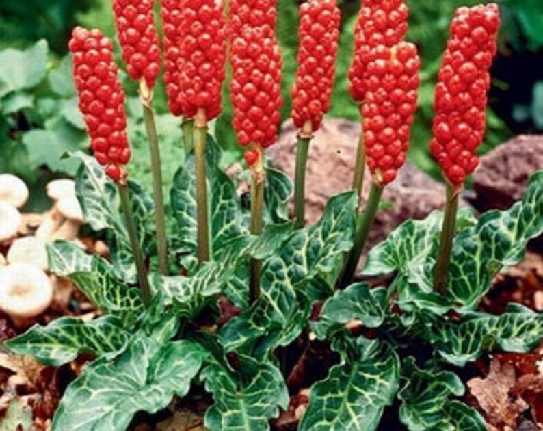 Arum Italicum lords and Ladies Orange Candleflower., Shipping Now Etsy