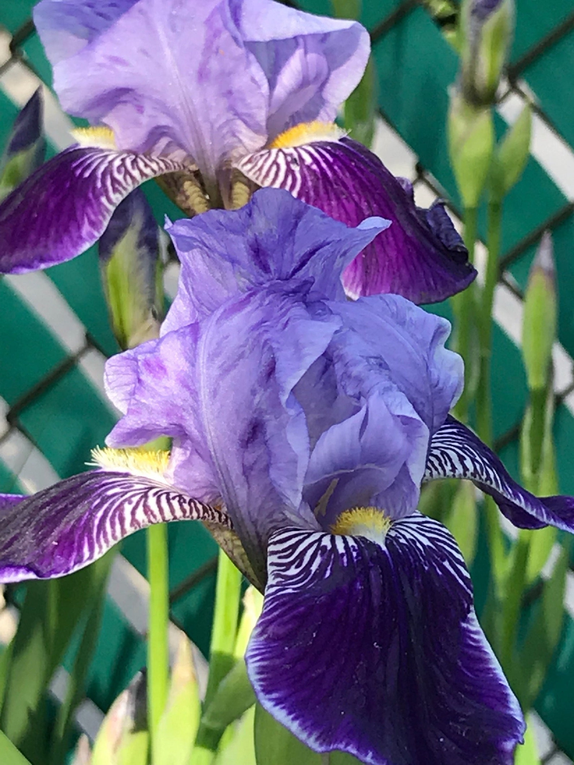 Variegated Purple Heirloom Iris 2 live Rhizome Freshly Dug Etsy