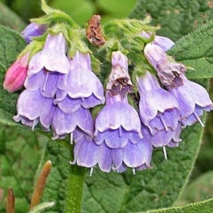 3 Russian Comfrey  -  roots.