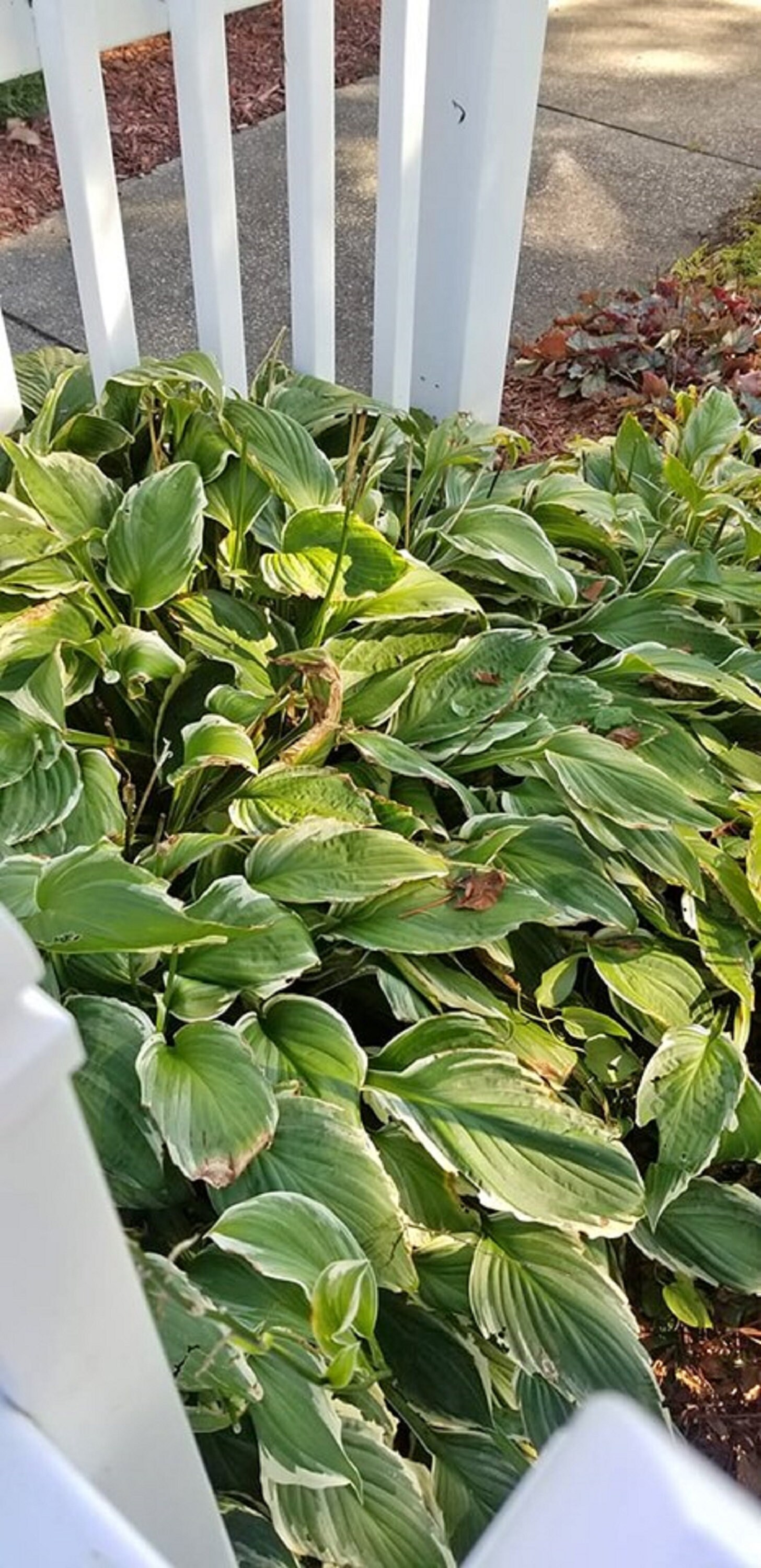 Hosta Mix (4 Randomly Selected Hostas) - Attracts Butterflies ...