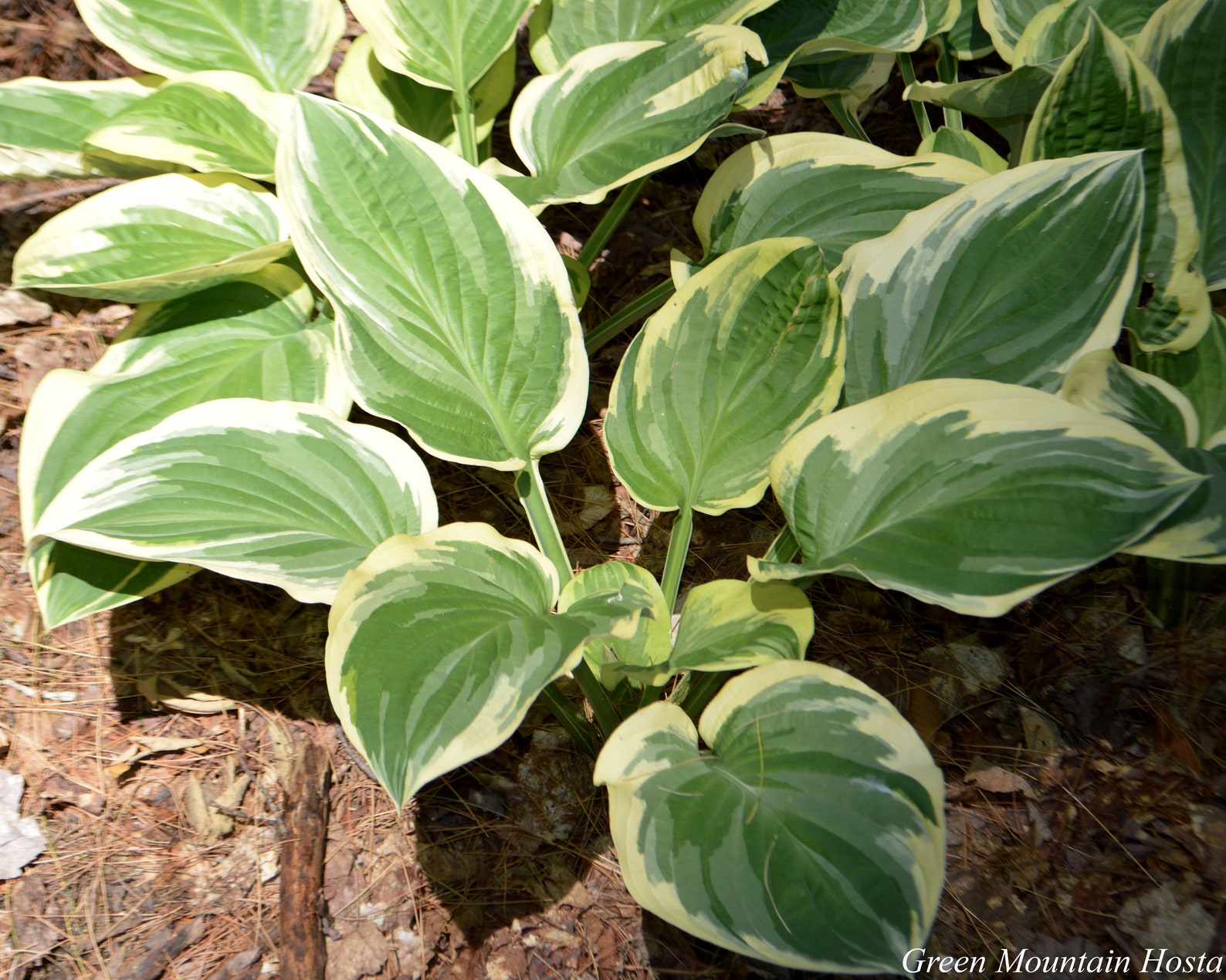 Hosta Mix (4 Randomly Selected Hostas) - Attracts Butterflies ...