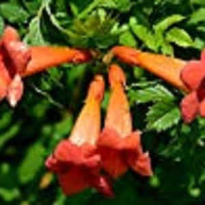 Trumpet Vine Blooming   Hummingbird Magnet! 6-10&quot; Stems