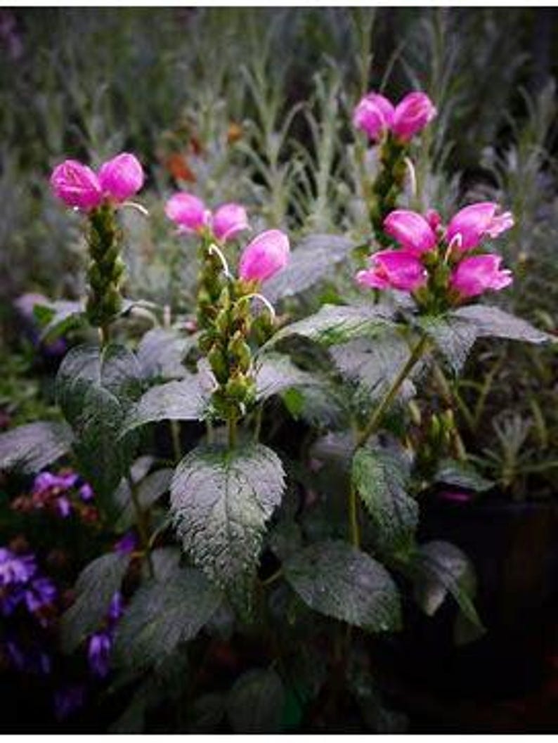 Chelone Obliqua 'hot Lips' Turtlehead Plant, Flowering Perennial ...