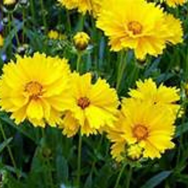 Lance Leafed Coreopsis (bare root established plants)