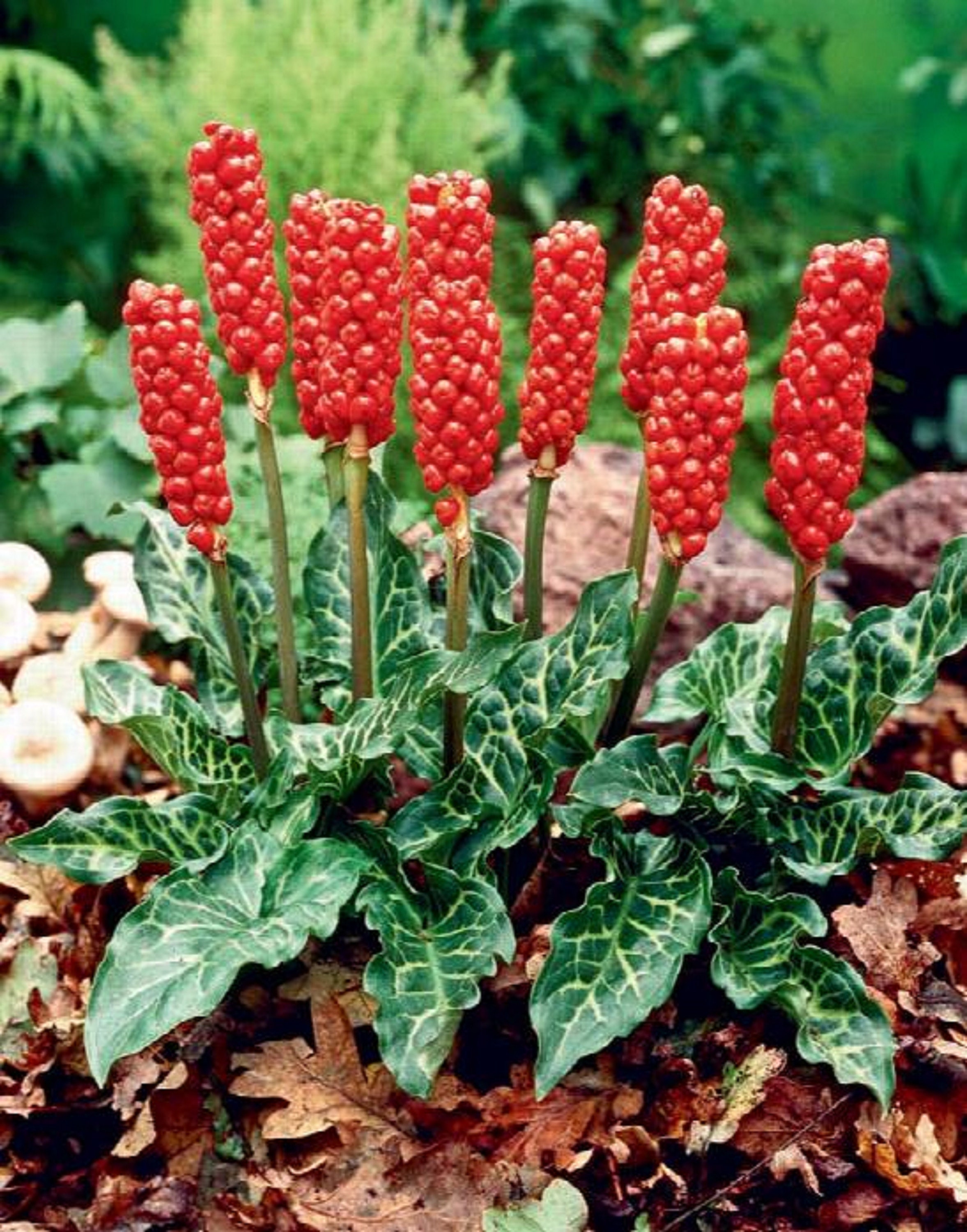 Arum Italicum lords and Ladies Orange Candleflower., Shipping Now Etsy