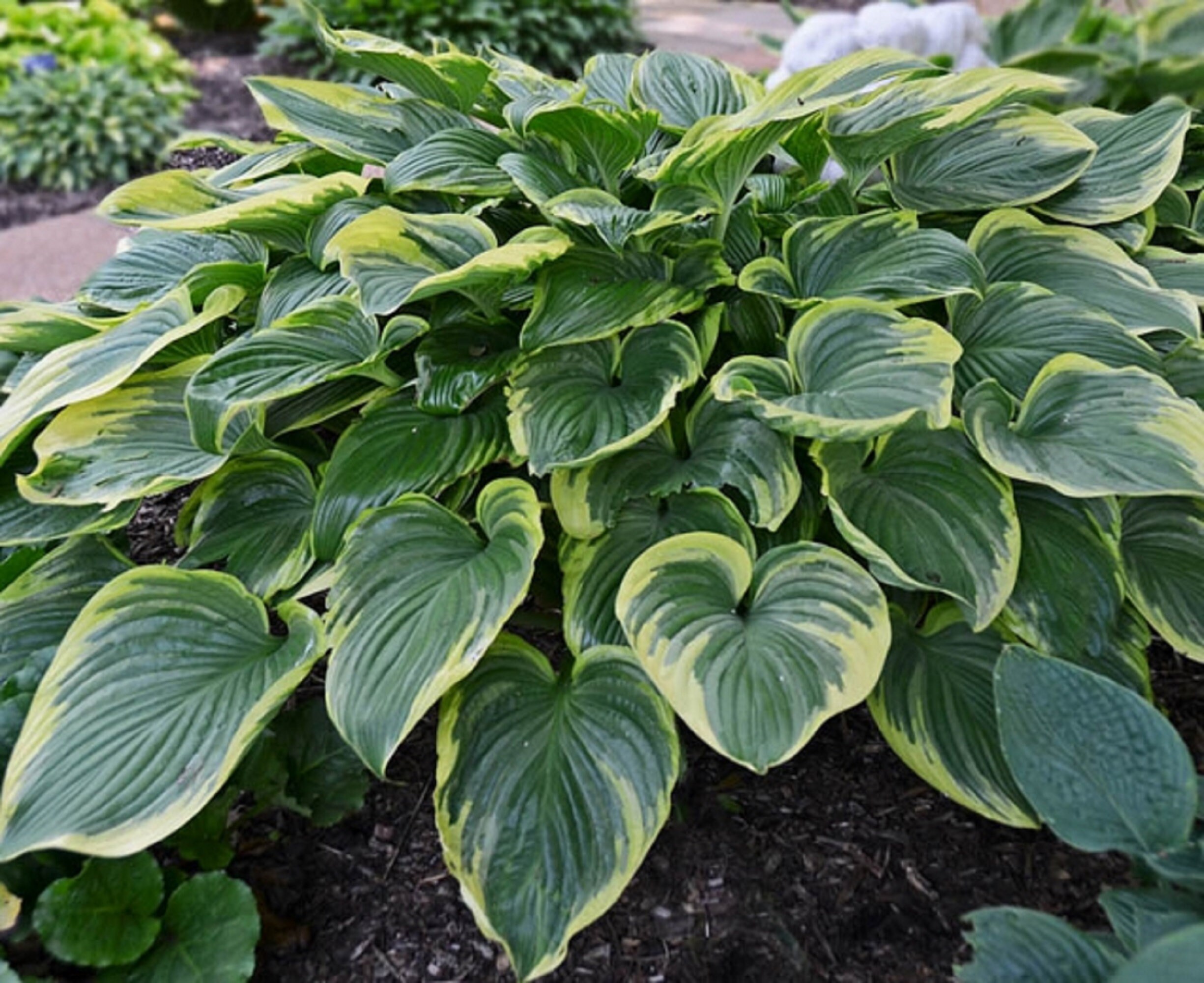 Hosta Mix (4 Randomly Selected Hostas) - Attracts Butterflies ...
